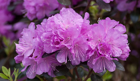 What Do I Need to Do in the Garden in March?