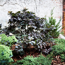 Plants