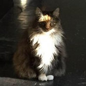Pattie Lipman's photo