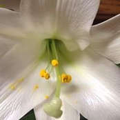Stacey Laudero's photo