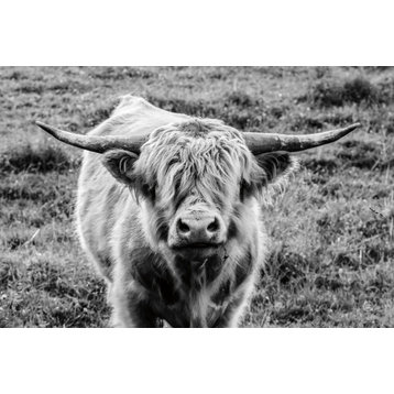 "Highland Cow Staring Contest" Fine Art Giant Canvas print 72"x48"