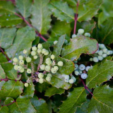 Oregon Grape in Summer