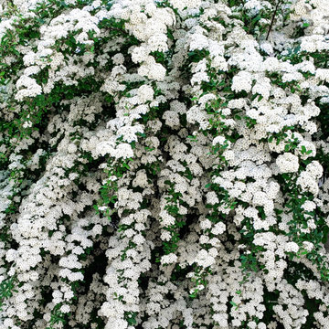 Bridal Wreath Spirea