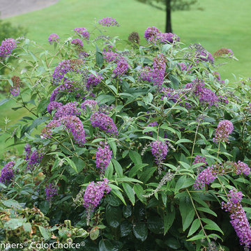 'Purple Haze' Buddleia