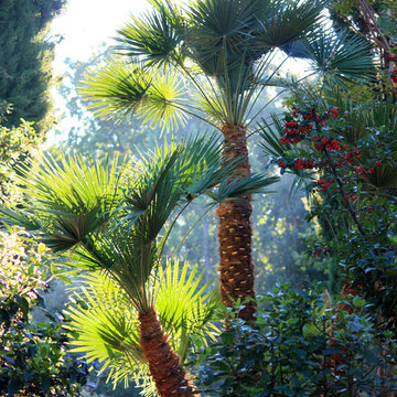 Mediterranean Woodland Garden Renovation, French Riviera