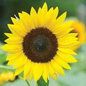 Chelsea Rowan's photo
