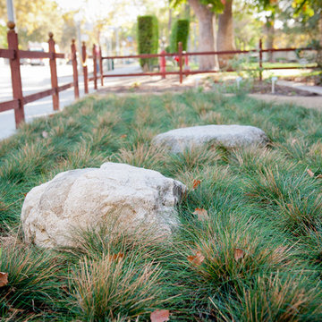 Drought Tolerant Lawn Alternative