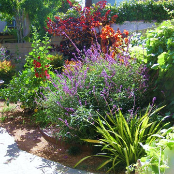 Foliage color is important.Lush CA Native Drought-Tolerant