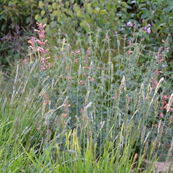 Hyssop and native shrubs, a fave combo for native pollinators - Area Rugs