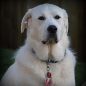 Lori Steinhorst's photo