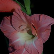Arna Hart's photo