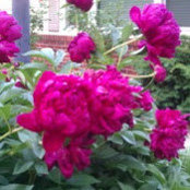 Lauren Adams's photo