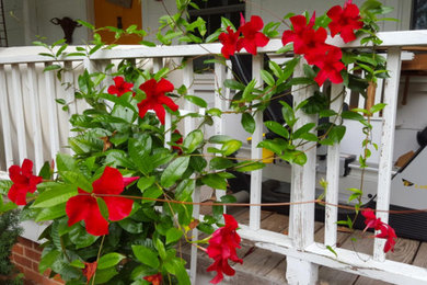 Inspiration for a transitional landscaping in Raleigh.