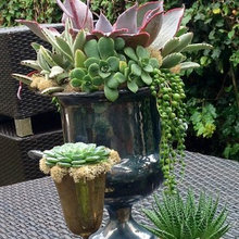 Succulents