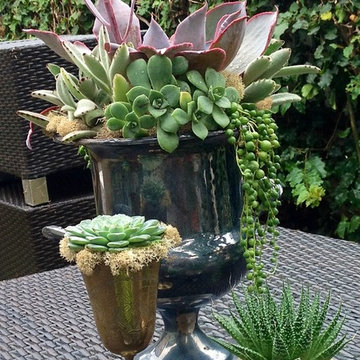 Succulents Indoors for your Interior Spaces