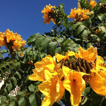 Hummingbird and Butterfly Garden