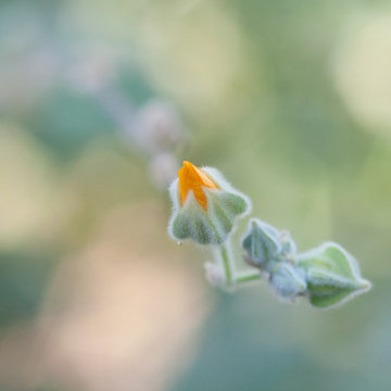 Yellow Bloom with Silver Foliage