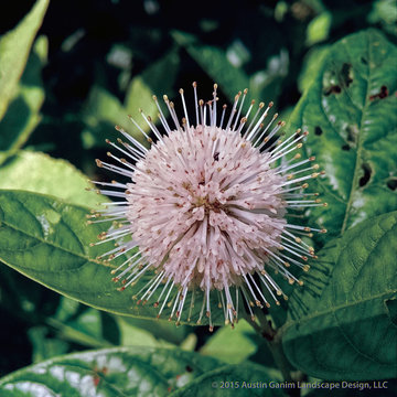 Plant Ideas & Colorful Combinations