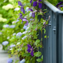 Richardz's Fence
