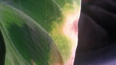 unterschied efeutute philodendron Baumfreund Pink Princess – ruuds main image 1