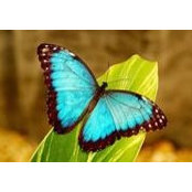 Vanessa Mahmoud's photo