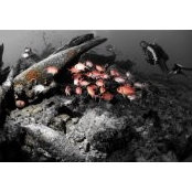 Fred Gourlain's photo