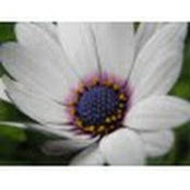 ankur suri's photo