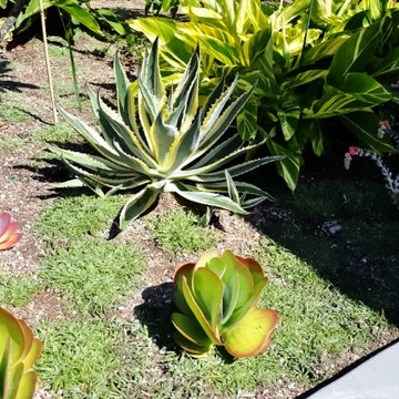 Coastal Tropical