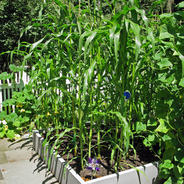 Vegetable Gardens