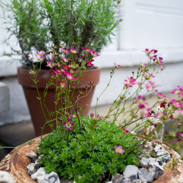 Shady Town Garden