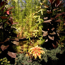 Plants