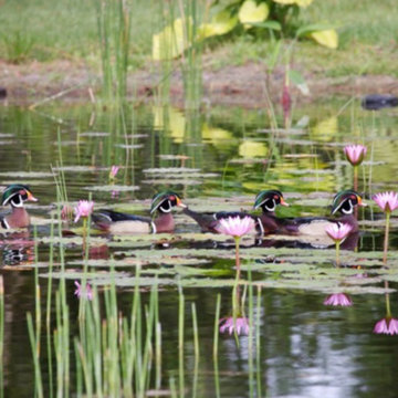 Duck Pond