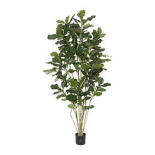 Plants