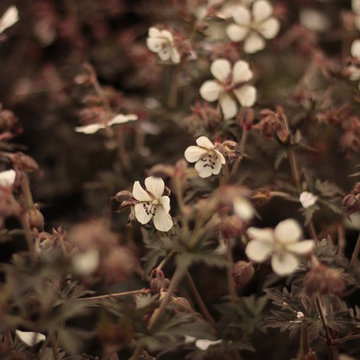 Erodium