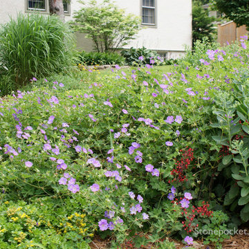 Shade to Sun - A Journey of a Perennial Garden