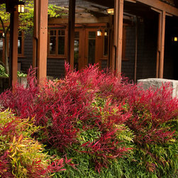Sienna Sunrise&reg; Heavenly Bamboo - Plants