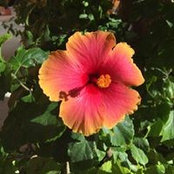 Lori Bennett Carnaghi's photo