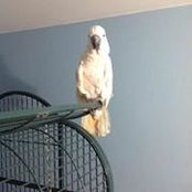 Polly Wolfes billede