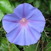 Ethel Lipsitzs foto