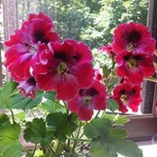 Leah Abrahamsen's photo