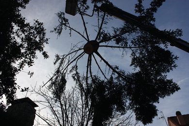 Tala de Cedro en El Escorial.
