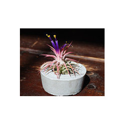 Handmade Concrete Planters - Outdoor Products