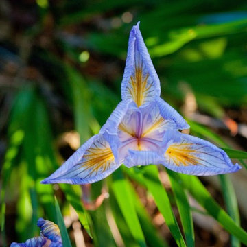 Douglas Iris