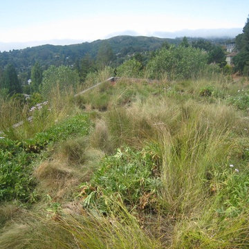 The roof garden had become overgrown, matted, and filled with invasive plants
