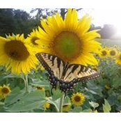 Foto de Pam Keyes
