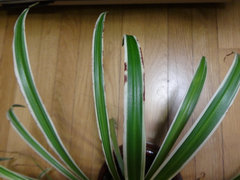 Discolored spots on edges of spider plant leaves - why? | Houzz Forum