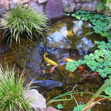 Ponds and Streams