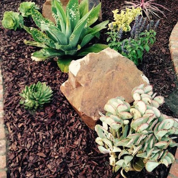 Long Beach Drought Tolerant Landscape