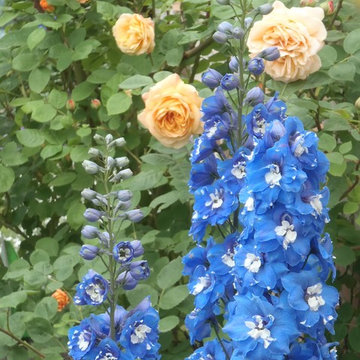 Jardin particulier à LILLE