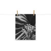 Bloodflowers and Palm Black and White Floral Photo Unframed Wall Art Print, 11" X 14"
